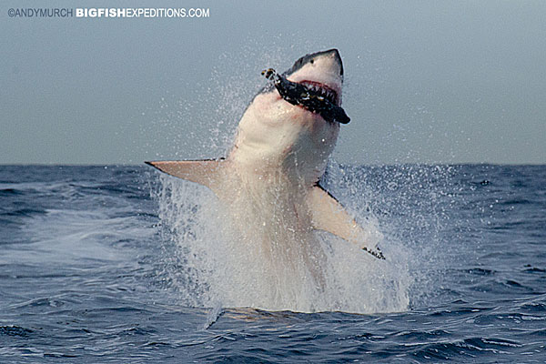 Breaching Great White Shark