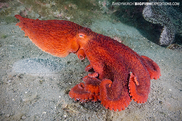 Giant Pacific Octopus in Prince William Sound