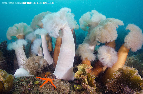 Plumose Anemone Reef, Prince William Sound