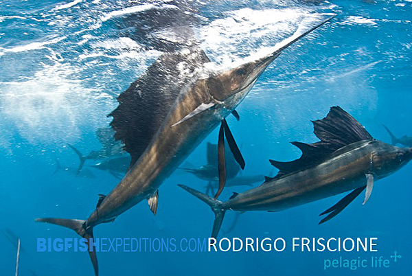 diving with sailfish