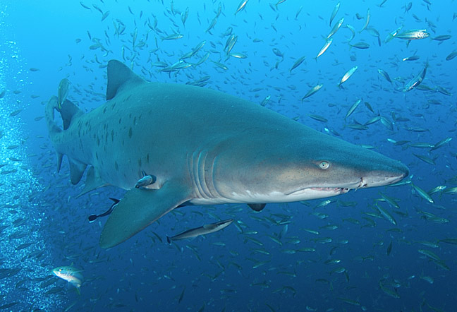 Sandtiger Shark Image