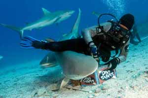 Shark Feeder with reef sharks 