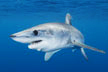 Shortfin Mako Shark Picture