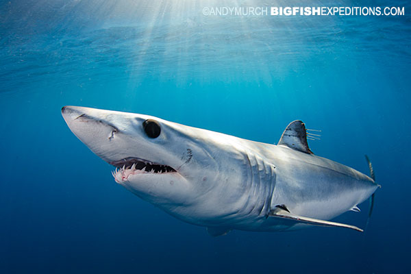 Shortfin Mako Shark Pictures