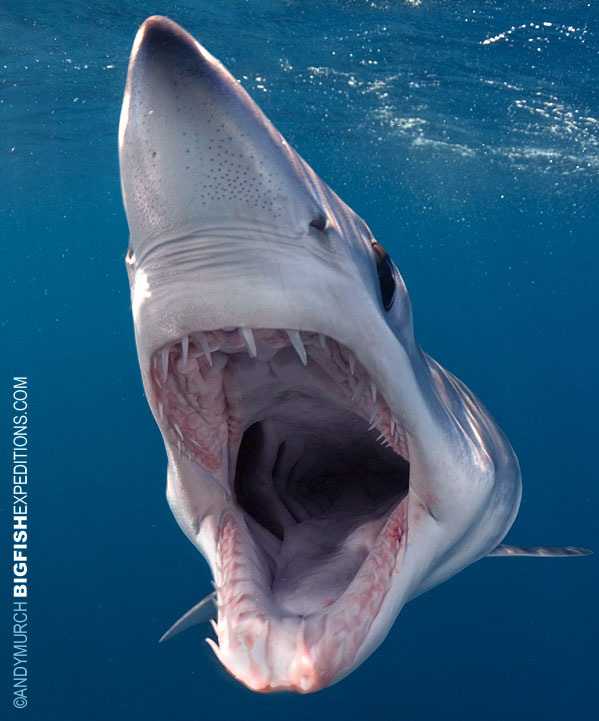 Shortfin Mako Shark Pictures