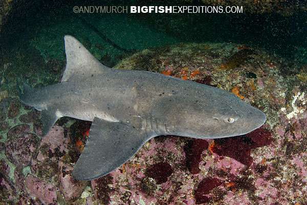 Shark Pictures - images of sharks and rays including pictures of great ...