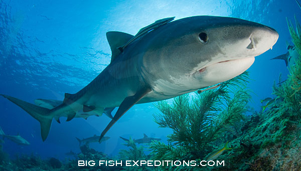 Shark Pictures - images of sharks and rays including pictures of great ...